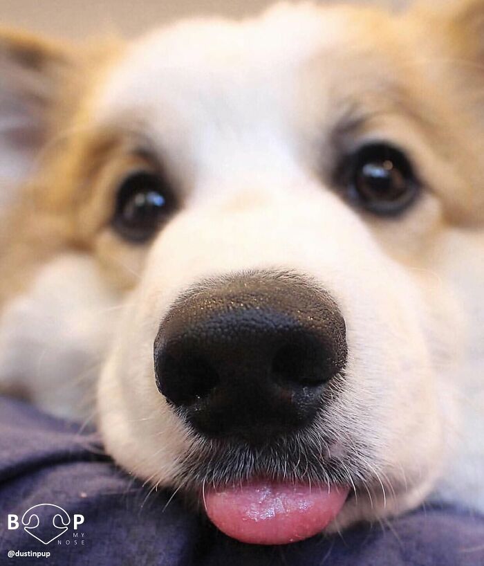 Wait, They Actually Made A Whole Collection Of Super Close-Up Animal Noses?!