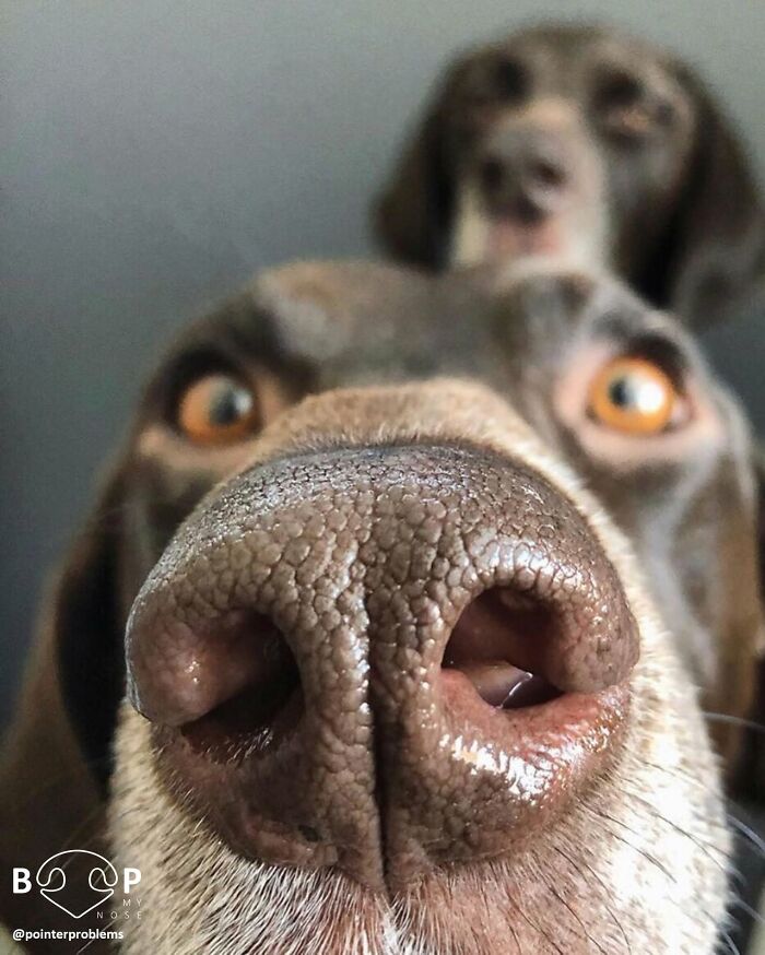 Wait, They Actually Made A Whole Collection Of Super Close-Up Animal Noses?!