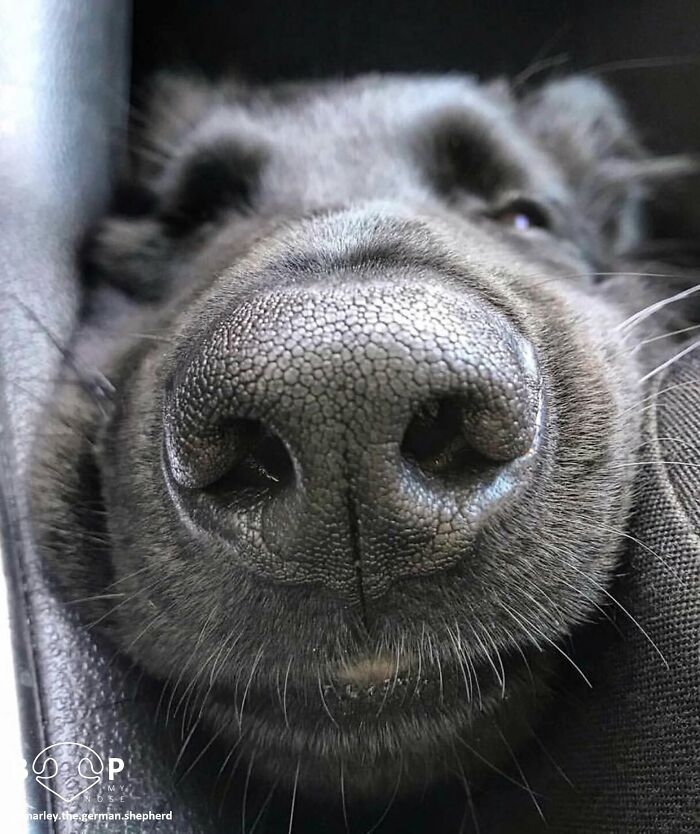 Wait, They Actually Made A Whole Collection Of Super Close-Up Animal Noses?!