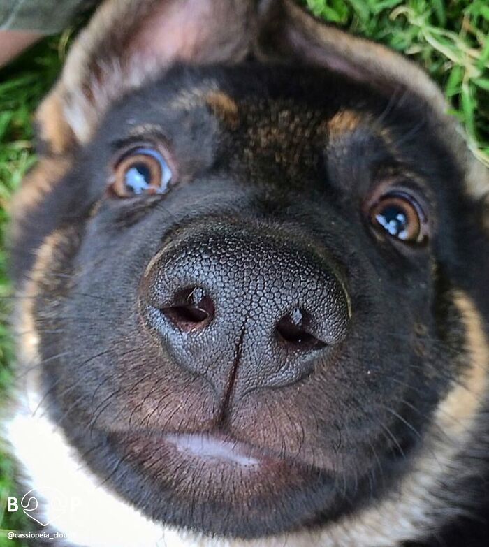 Wait, They Actually Made A Whole Collection Of Super Close-Up Animal Noses?!