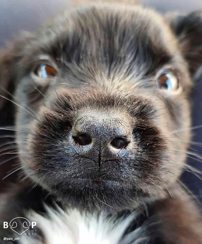 Wait, They Actually Made A Whole Collection Of Super Close-Up Animal Noses?!