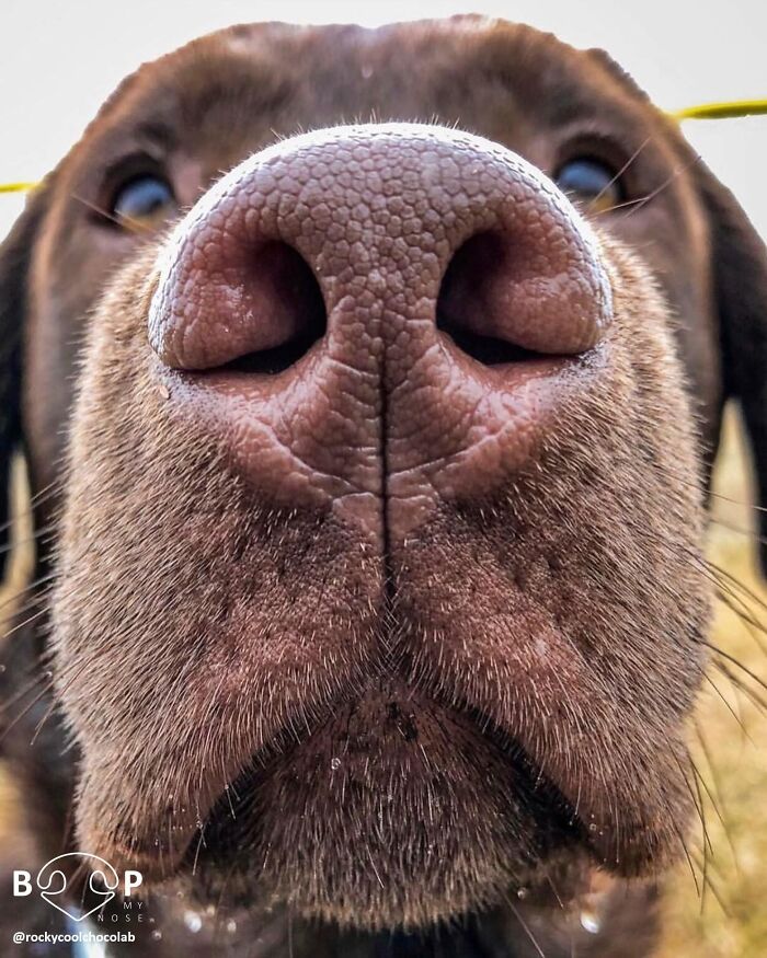 Wait, They Actually Made A Whole Collection Of Super Close-Up Animal Noses?!