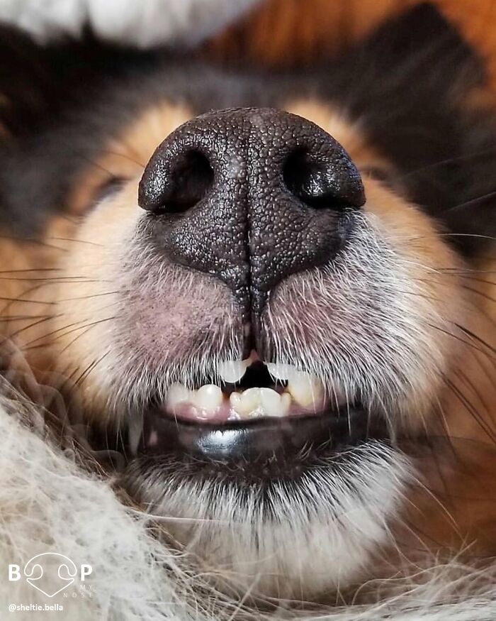 Wait, They Actually Made A Whole Collection Of Super Close-Up Animal Noses?!