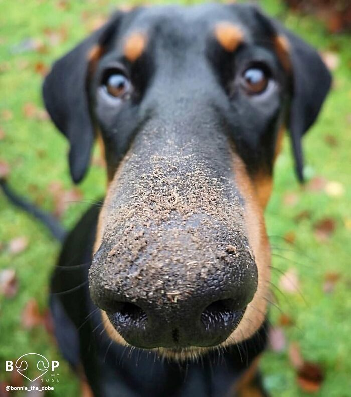 Wait, They Actually Made A Whole Collection Of Super Close-Up Animal Noses?!