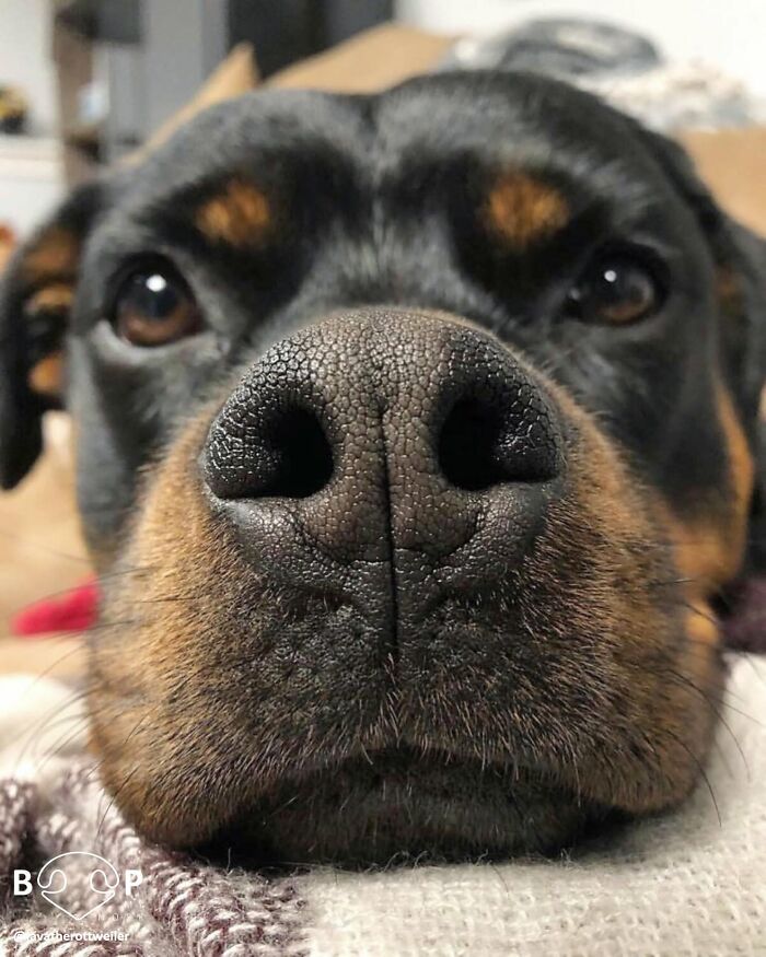 Wait, They Actually Made A Whole Collection Of Super Close-Up Animal Noses?!