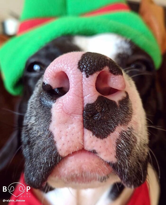 Wait, They Actually Made A Whole Collection Of Super Close-Up Animal Noses?!