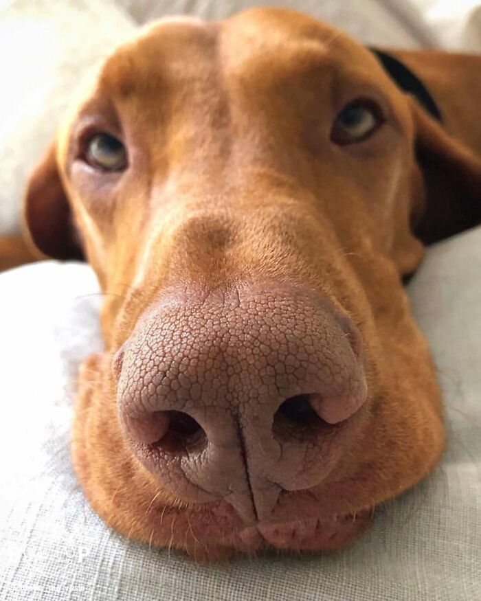 Wait, They Actually Made A Whole Collection Of Super Close-Up Animal Noses?!