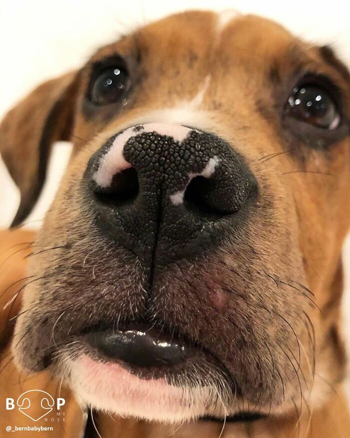 Wait, They Actually Made A Whole Collection Of Super Close-Up Animal Noses?!