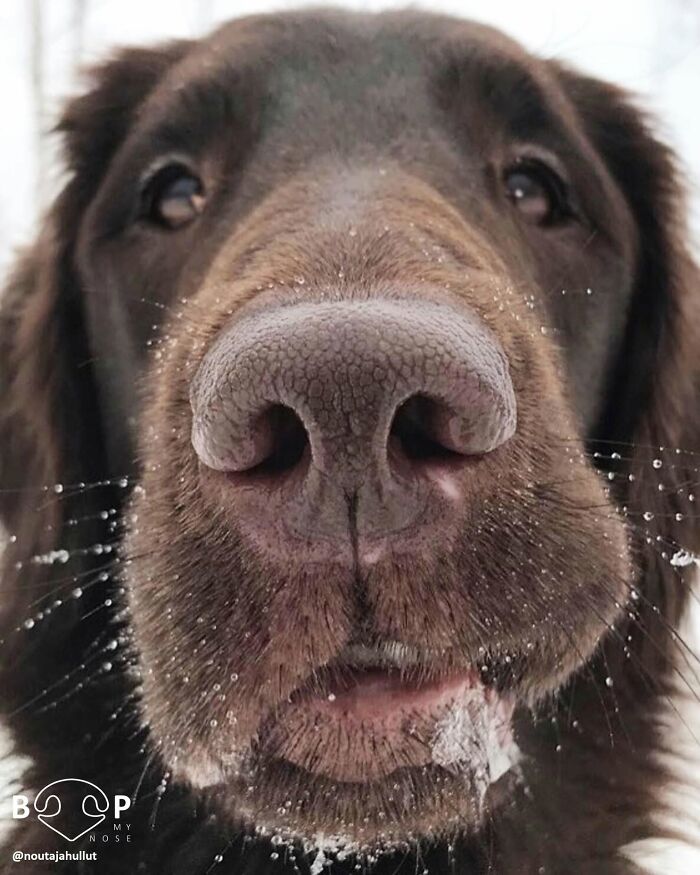 Wait, They Actually Made A Whole Collection Of Super Close-Up Animal Noses?!
