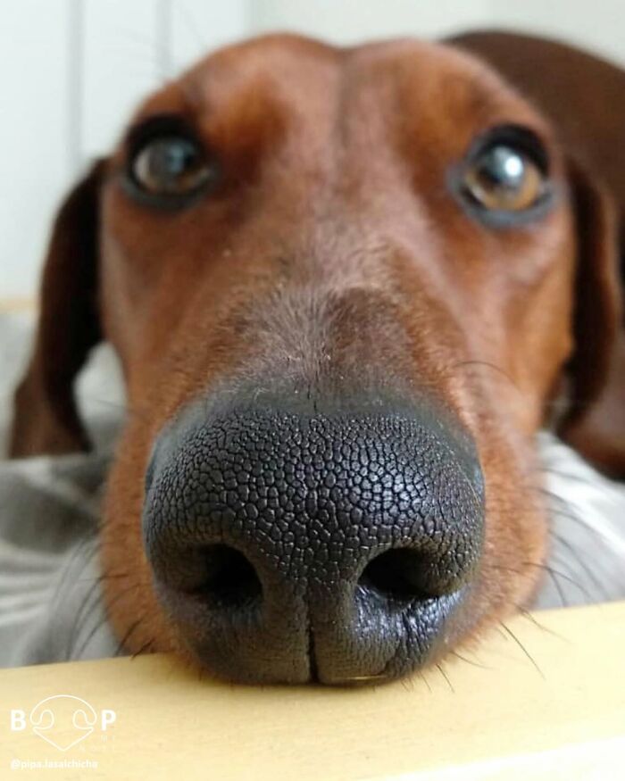 Wait, They Actually Made A Whole Collection Of Super Close-Up Animal Noses?!