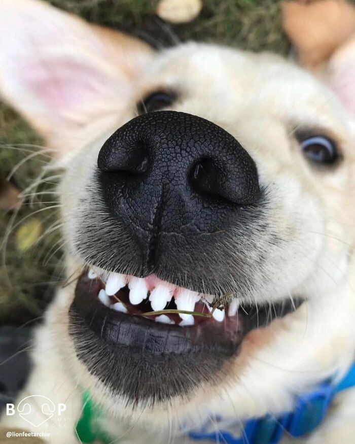 Wait, They Actually Made A Whole Collection Of Super Close-Up Animal Noses?!