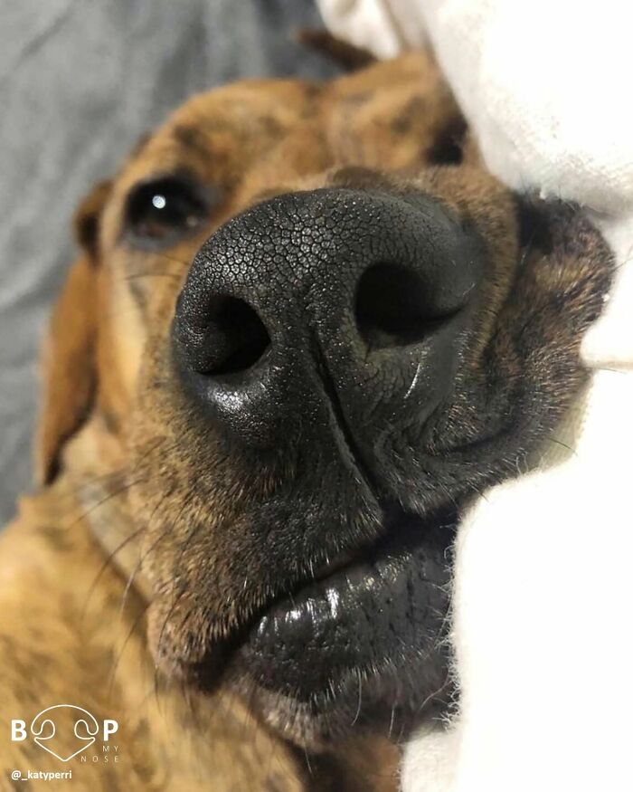 Wait, They Actually Made A Whole Collection Of Super Close-Up Animal Noses?!