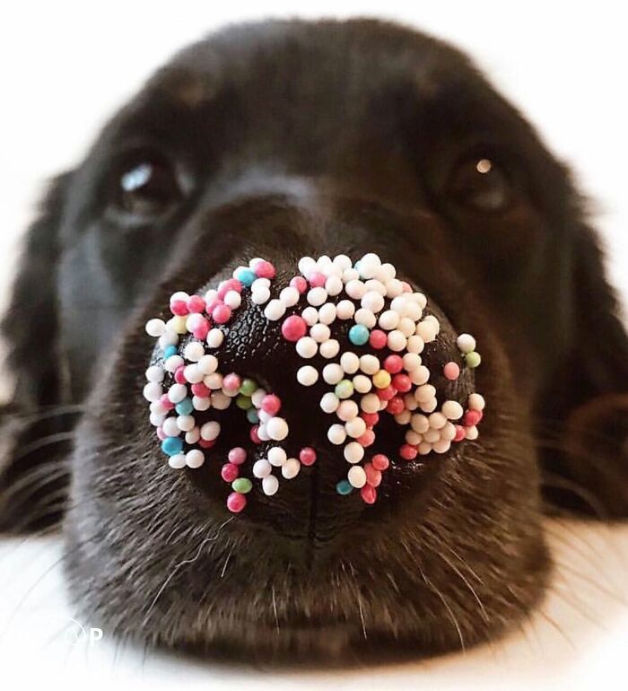 Wait, They Actually Made A Whole Collection Of Super Close-Up Animal Noses?!