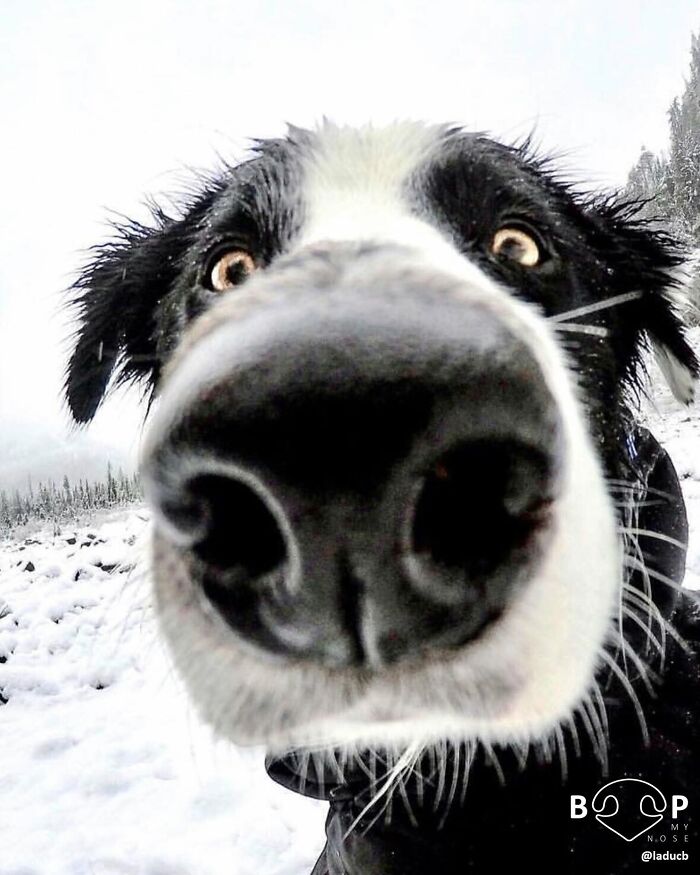Wait, They Actually Made A Whole Collection Of Super Close-Up Animal Noses?!