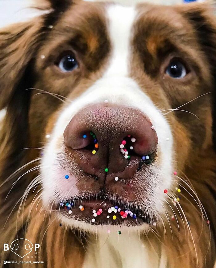 Wait, They Actually Made A Whole Collection Of Super Close-Up Animal Noses?!