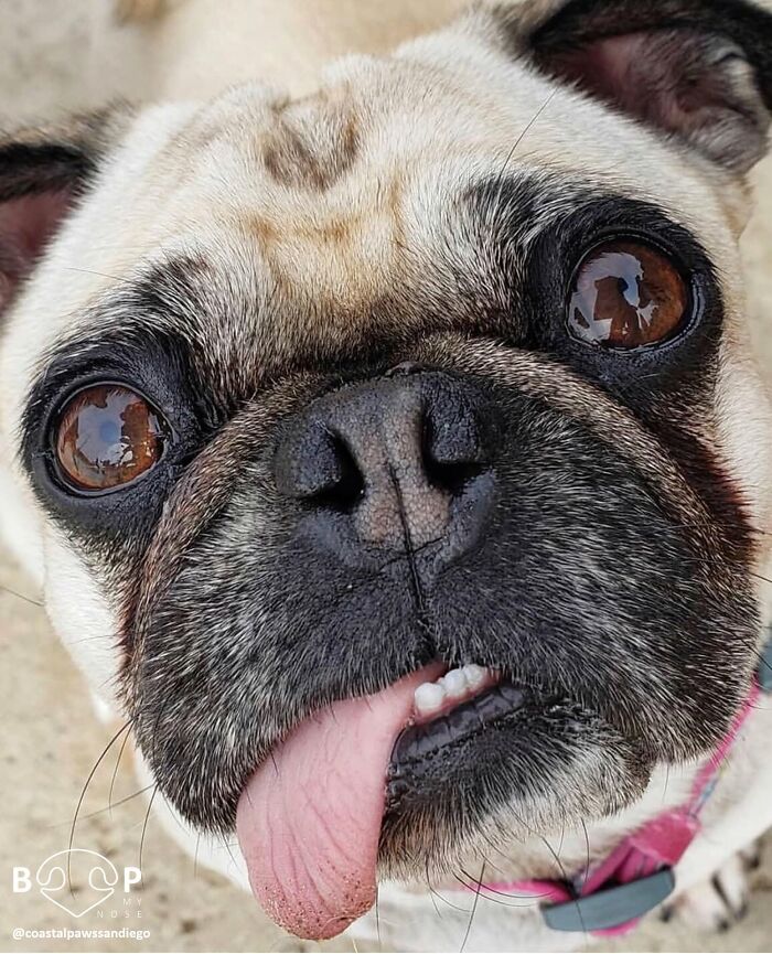 Wait, They Actually Made A Whole Collection Of Super Close-Up Animal Noses?!