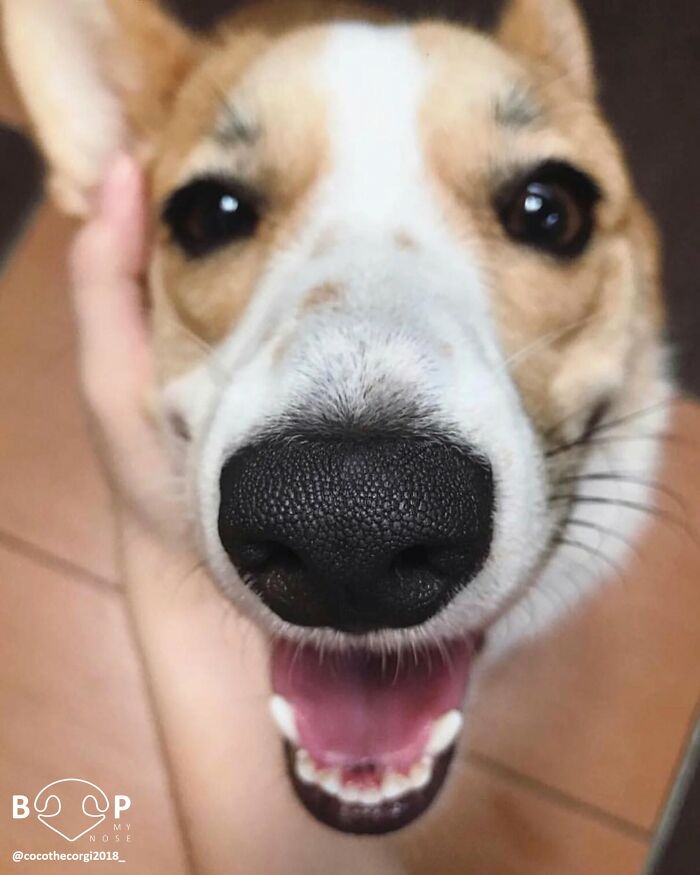 Wait, They Actually Made A Whole Collection Of Super Close-Up Animal Noses?!