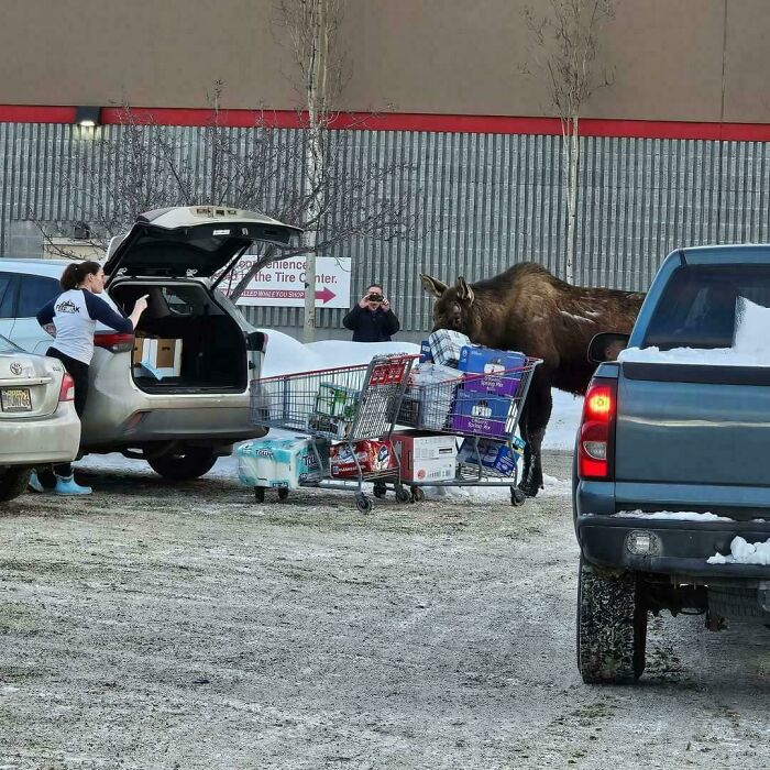 When A Shopper Has Words With A Moose In Alaska