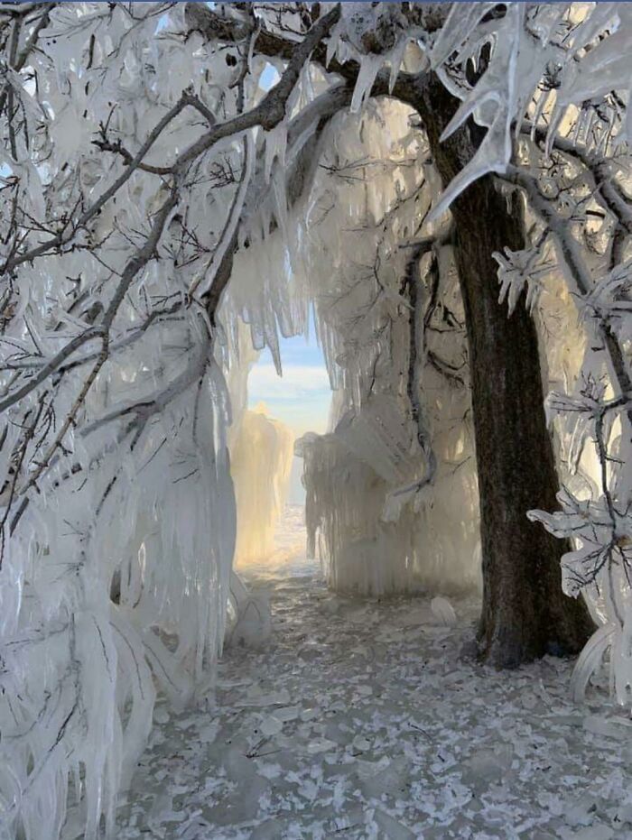 Ice-Coated Trees Giving Chicago A Frozen Fairy Tale Look