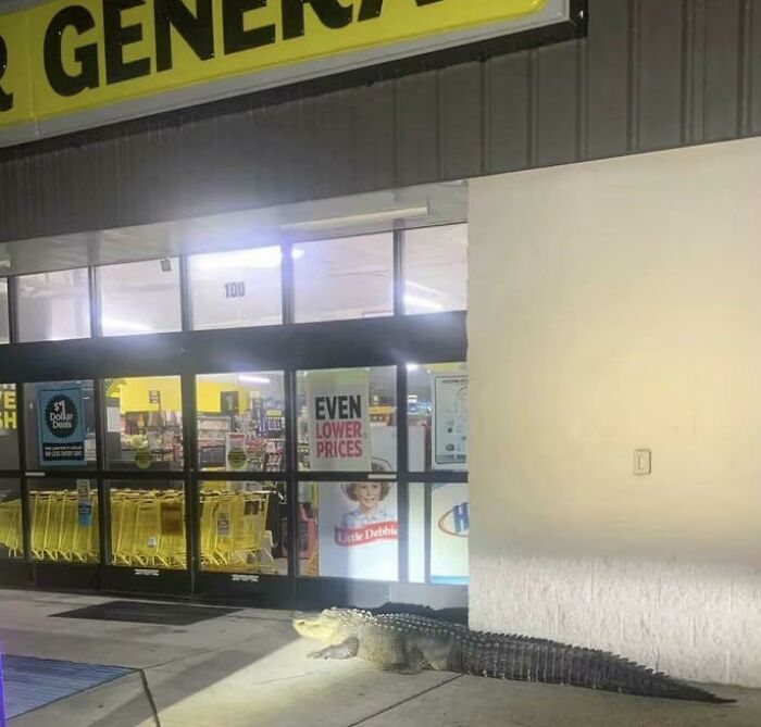 Louisiana’s Patient Alligator: Waiting For Dollar General Doors To Open