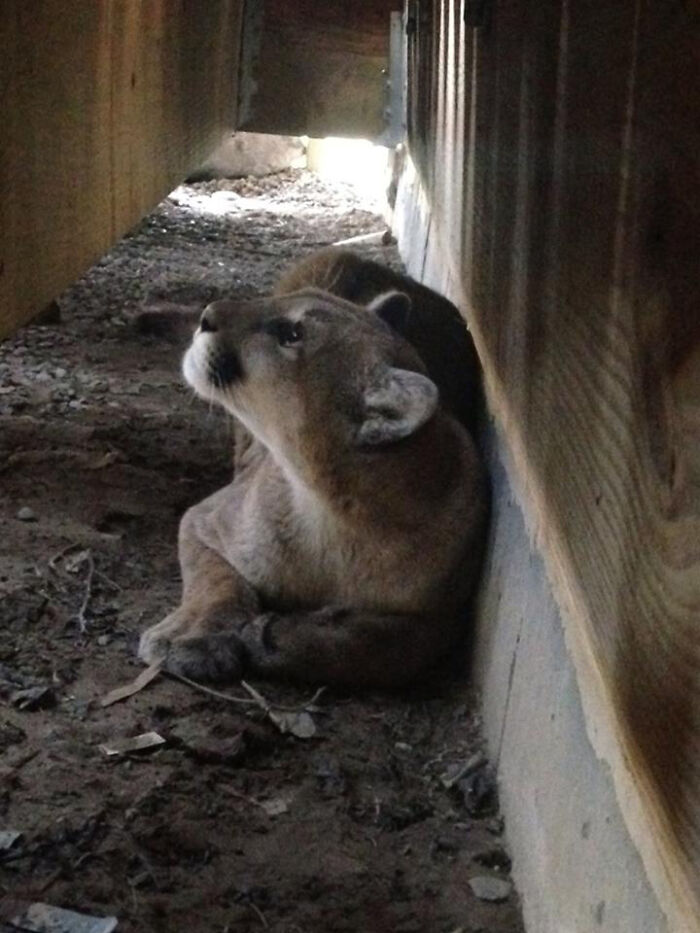 Mountain Lion Surprise Under Colorado’s Porch