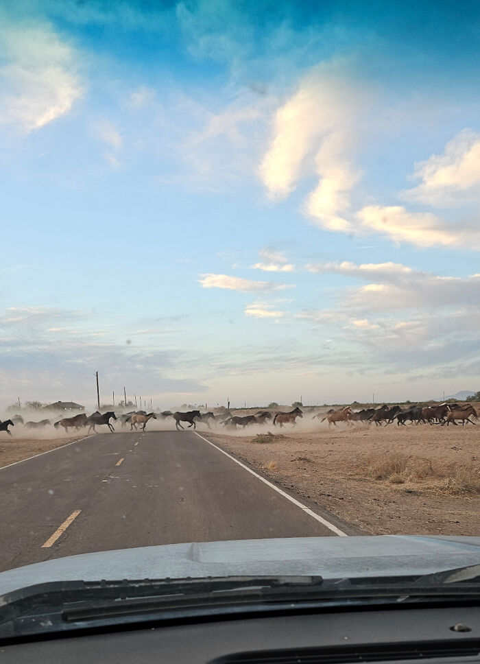 Morning Commute? Don’t Forget To Watch Out For Wildlife in Bapchule!
