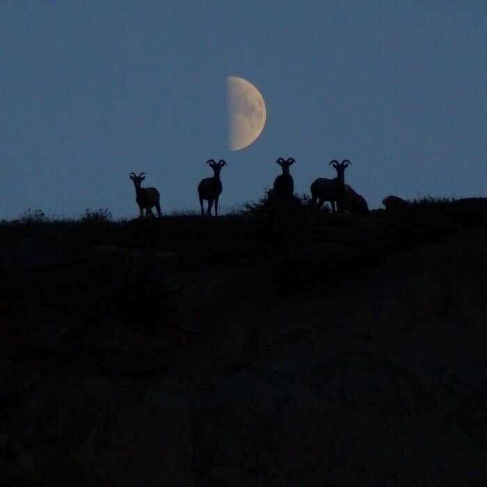 Being Watched While Hiking The Badlands In South Dakota? Yep, That Happens