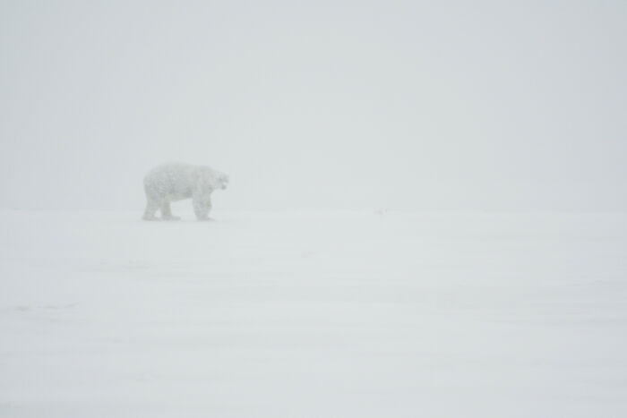An Actual Polar Bear Braving An Actual Snowstorm In Alaska – Yep, It’s Real