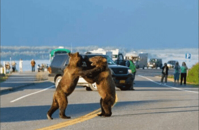 Alaska’s Wilderness Is So Wild Even Bears Drop By For Roadside Fights
