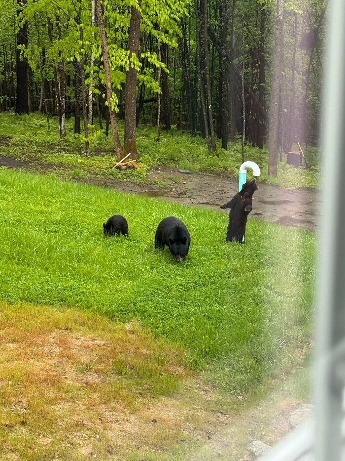 Found Random Dogs Hanging Out In My Yard – Leash Laws, Anyone?