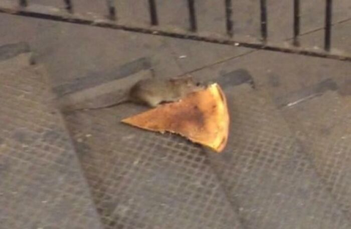 Even New York’s Critters Have Attitude