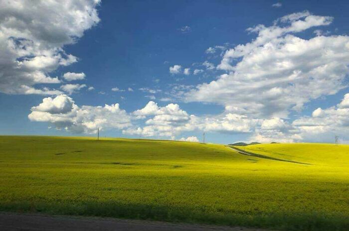 Idaho’s Canola Fields Look Like That Classic Windows Wallpaper. Yes, Really.