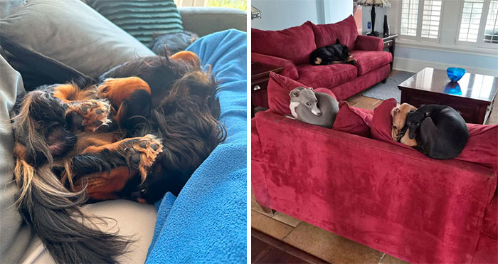 Oops! 130 Pets That Definitely Skipped The Instructions