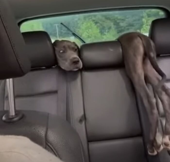 Believe It Or Not There's Only One Dog In This Car
