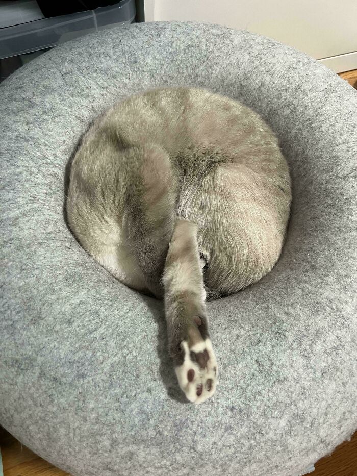 Still Puzzled How My Cat Slept Like This