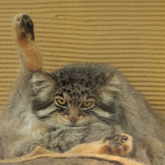 The Zoo Might’ve Assembled This Pallas Cat Backwards