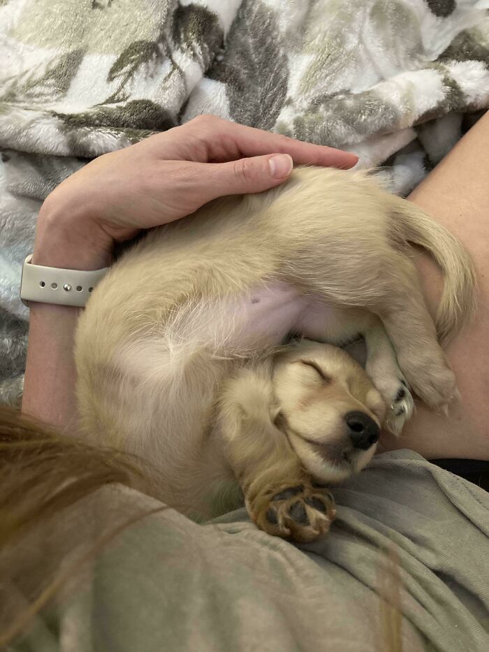 My 9-Week-Old Dachshund Came With No Instructions, Need Help!