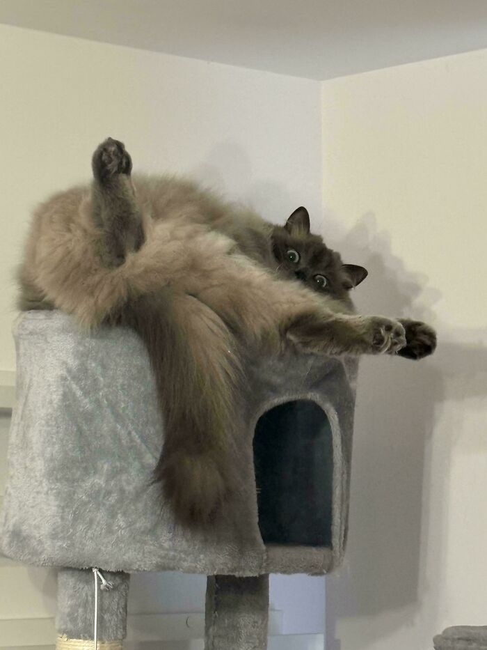 Such Elegance, Much Grace