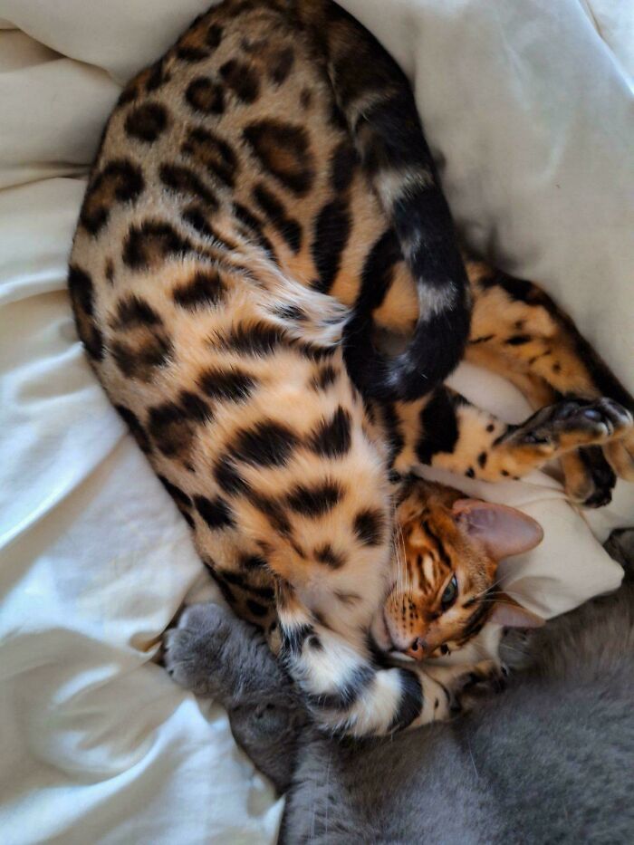 I Didn’t Get Instructions for This Cat… Any Ideas?