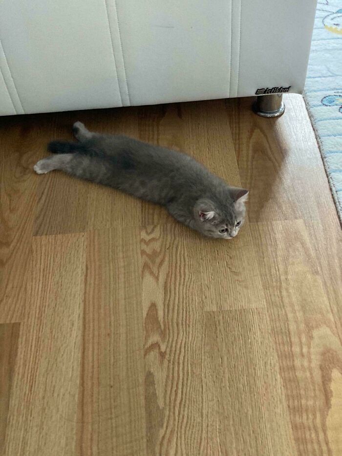 Some Paws Absolutely Got Lost In Shipping