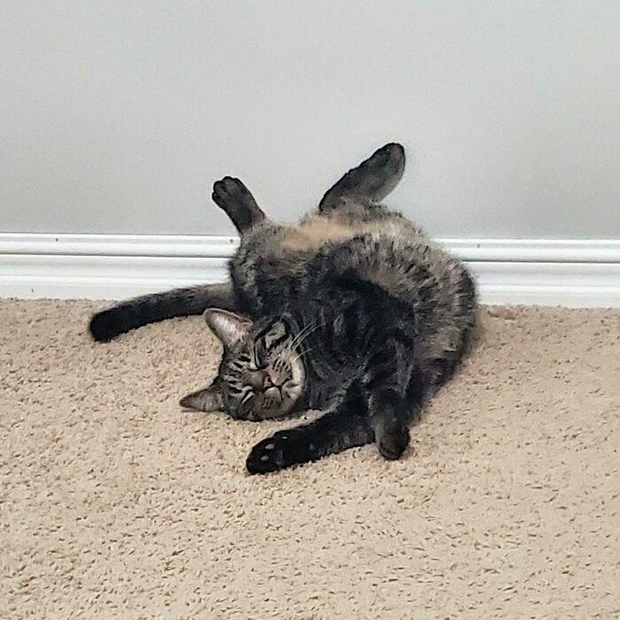 Cat Broke But Still Cute