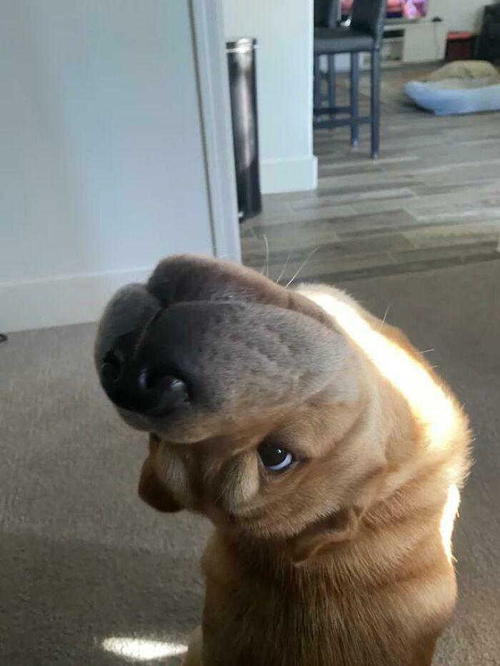 Head Put On Backwards—Classic!