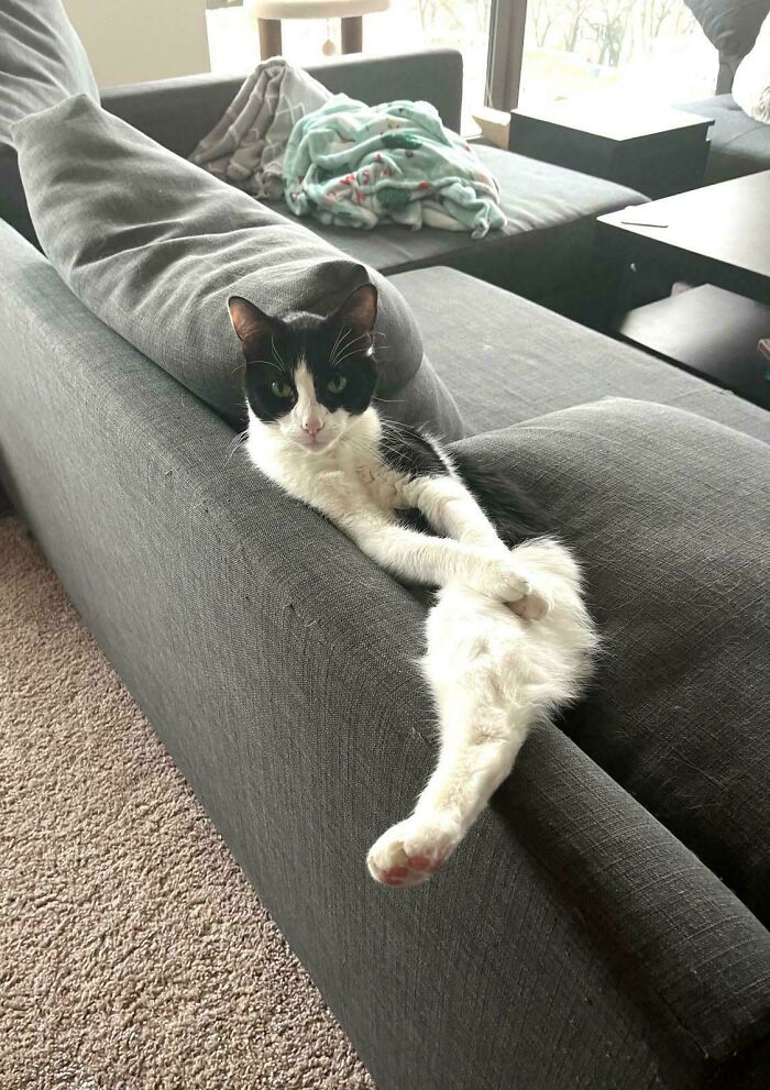 Help! My Cat’s Leg Keeps Falling Off