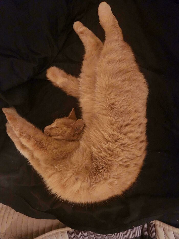 Today’s Letter Is J, And This Cat Perfectly Embodies It