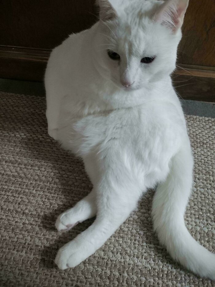 Oboe Sometimes Looks Totally AI-Generated When He’s Just Sitting