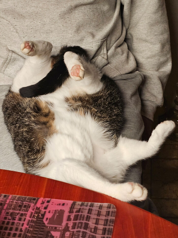 Lost My Cat’s Head, What Now??