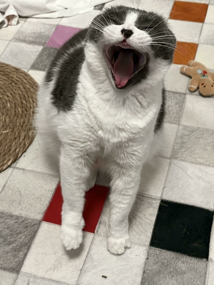 Shipped Without Teeth Or Ears??