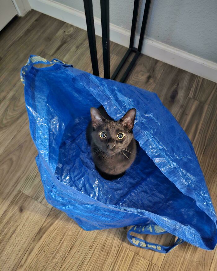 My Latest Impulse Purchase