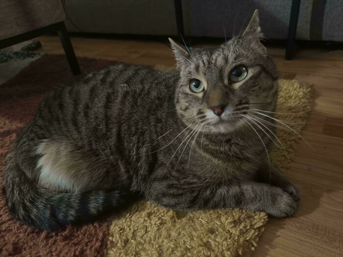 Ordered This Cat Last Week—Back Leg Missing But Still Cute