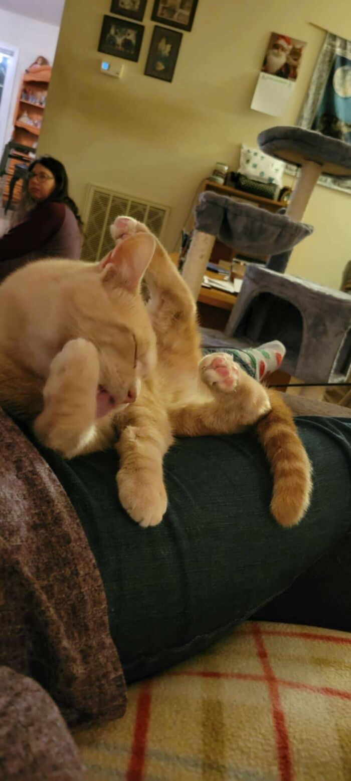 Told To Post My Cat Here - Think He’s Assembled Wrong